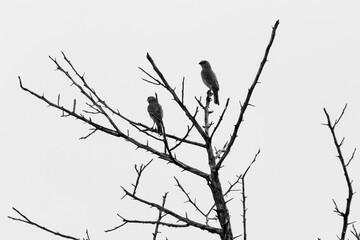 two birds on a tree black and white