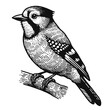 jay bird portrait sketch
