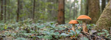 Fototapeta  - Edible, valuable mushrooms in the forest. Close-up. No one, no people.