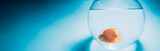 Fototapeta  - Goldfish in a round aquarium on a blue background.