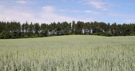 Wall Mural - green rye field in the summer, beautiful green unripe rye cereals in the summer