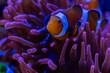 Closeup eines Clownfisches zwischen den Tentakeln einer Kupferanemone