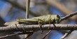 Egyptian grasshopper or Egyptian locust (Anacridium aegyptium) on branch, Mediterranean	