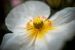Closeup einer weißen Island-Mohnblüte im Frühjahr