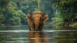 Wild elephant in the beautiful forest at Kanchanaburi province in Thailand
