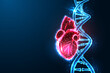 Futuristic medical concept: Anatomical heart intertwining with DNA strand on dark blue backdrop. 