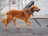 Fototapeta Niebo - Rudy pies na kei