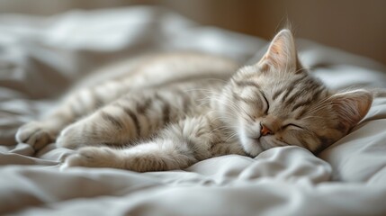 Canvas Print - Cute cat sleeping on bed at home, close-up.