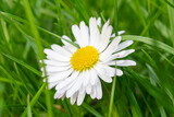 Stokrotka pospolita, Daisy