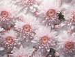 Flat lay style showcases soft pink chrysanthemums on transparent textile background