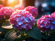 Sunset imbues the garden with a kaleidoscope of colorful hydrangea blooms
