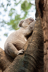 Wall Mural - The koala, sometimes incorrectly called the koala bear, is an arboreal herbivorous marsupial native to Australia. It is the only extant representative of the family Phascolarctidae.