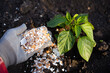eggshell fertilizer for pepper in the garden, root dressing, plant protection from pests