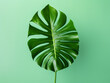 Monstera leaf stands against a colorful backdrop, offering ample copy space