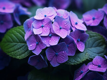 Blooming Hydrangea Macrophylla Flowers Contrast Beautifully With The Green Background