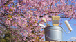 桜と塗装道具｜リフォーム・塗装業者・DIY イメージ