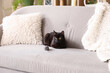 Cute black cat sitting with toy mouse on grey sofa in living room