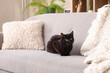 Cute black cat sitting on grey sofa in living room