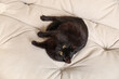 Cute black cat lying on sofa