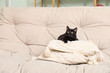 Cute black cat with pillows on sofa in living room