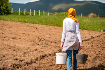 A female farmer in hijab working on an agricultural fields planting sprouts potatoes in soil in garden on country village.