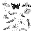 Insects, spiders and snail hand-drawn illustration in engraving style. Big set of invertebrate, ink illustrations. Vector isolated elements.