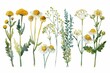 Botanical illustration of medicinal wildflowers, watercolor yellow tansy clipart set
