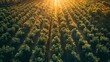 Aerial views over top of rows of orange trees in plantation in sunset