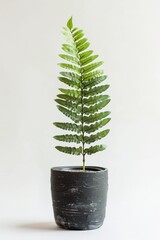 Fern Leaf Plant in Textured Pot on a White Background. Generative AI.