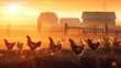 Sunset glow over a flock of free-range hens - Warm sunset light bathes a flock of hens, evoking a peaceful, rural farm scene during the golden hour