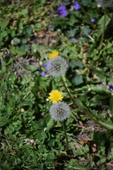 Canvas Print - Dandelion Puffs in a Yard