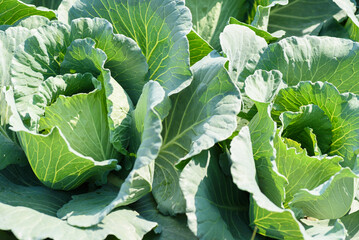 Wall Mural - Fresh Chinese cabbage in an organic farming field Ingredients for cooking healthy food