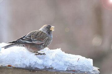 Poster -  Asian rosy finch or Asian rosy-finch (Leucosticte arctoa brunneonucha ) is a species of finch in the family Fringillidae. This photo was taken in Honshu, Japan.