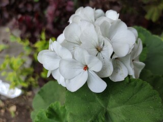 Wall Mural - geranium flower in the city, Flor geranio en la ciudad
