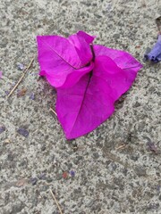 Wall Mural - purple leaf on the ground,hoja morada en el suelo
