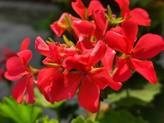 Wall Mural - A red flower in the garden, Una flor de color rojo  en el jardín 
