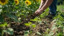 A Worker Tends To A Small Patch Of Interplanted Sunflowers And Soybeans Skillfully Utilizing Permaculture Principles To Create A Symbiotic Relationship Between The Two Crops. .