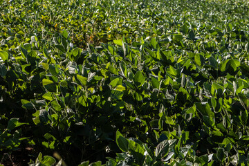 Wall Mural - Rural landscape with fresh green soy field. Soybean field, in Brazil.