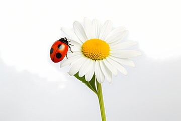 A cheerful daisy with a ladybug perched on one of its petals, isolated on white solid background