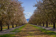 Almond Trees Field in California