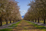 Fototapeta  - Almond Trees Field in California