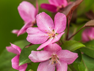 Wall Mural - Fresh pink flowers of a blossoming apple tree with blured background