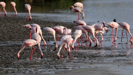 Sticker - Group of lesser flamingos (Phoenicopterus minor) foraging in shallow water, South Africa