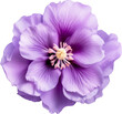 purple violet blooming flower isolated on white or transparent background,transparency