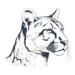 Wall Mural - Puma head wild cat engraving drawing engraved vector