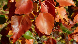 Fototapeta Uliczki - A view of the autumn change featuring red leaves.
