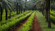 oil palm plantations with neat rows of trees