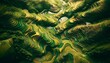 An aerial view capturing the intricate patterns of terraced rice fields, with varying shades of green and yellow in a 16_9 aspect ratio.
