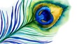 A close-up of a peacock feather with vibrant blues, greens, and a hint of yellow, portrayed in watercolor style.