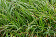 Shapes and texture of green grass with dew drops.